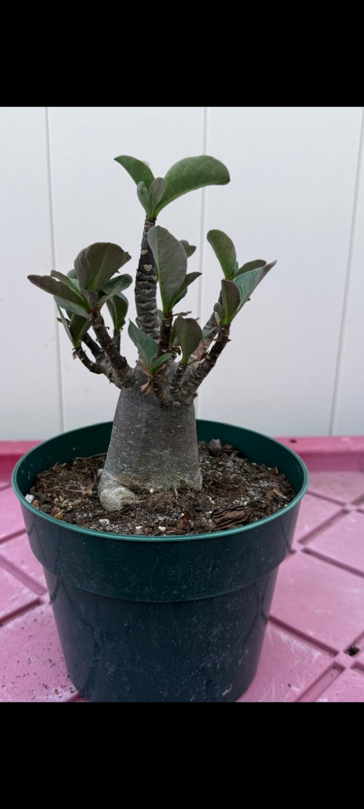 Desert Rose Adenium Arabicum (BLACK ZOMBIE) Dark Skin