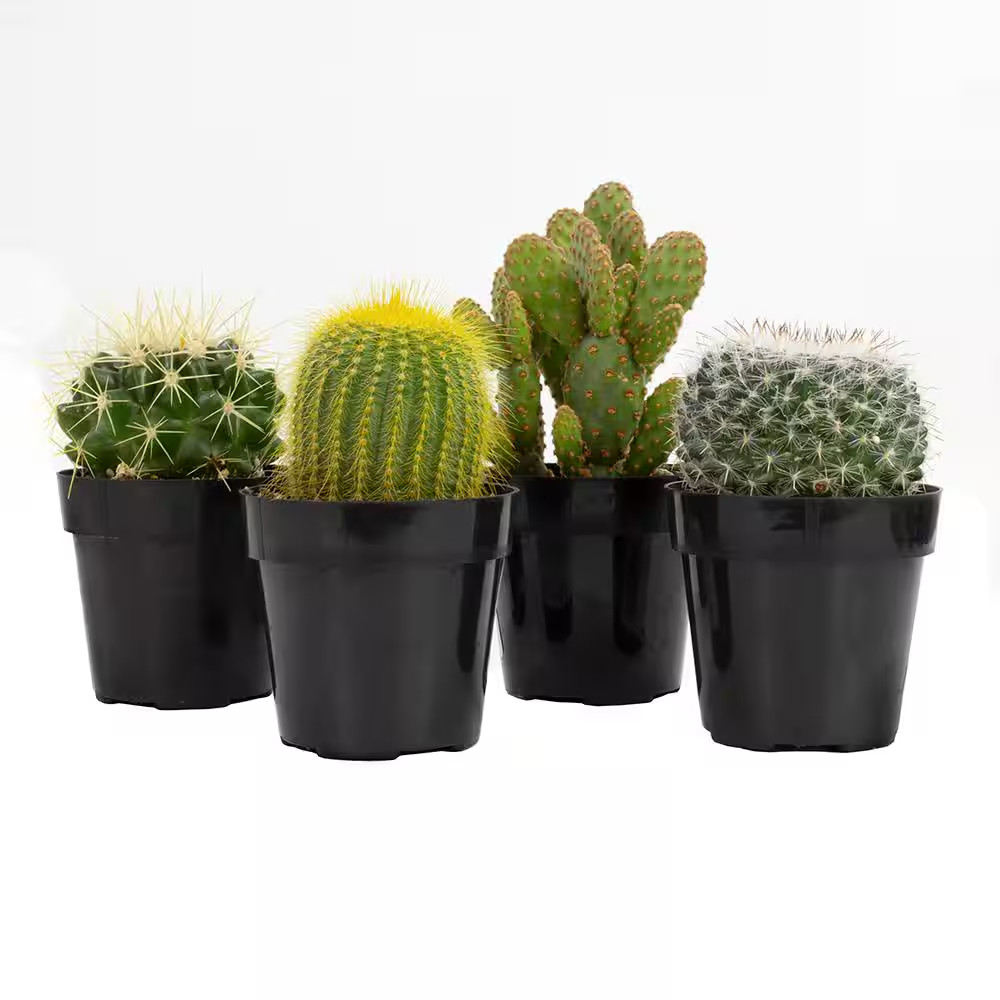 2.5 In. Cactus Plant Collection (4-Pack)