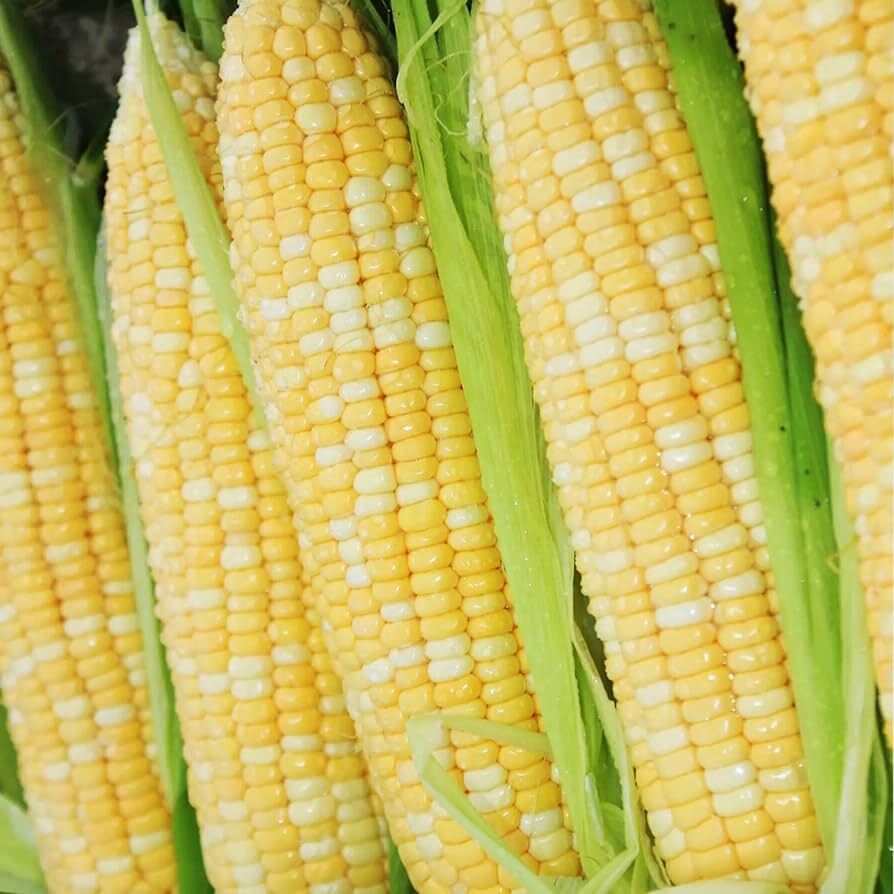 Peaches and Cream Sweet Corn Seeds, Bicolor Corn, (F1 Hybrid), FREE SHIPPING