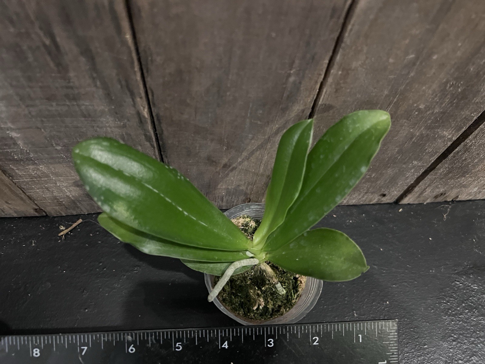 Phal. Valentinii, Mericlone, Blooming Size, Fragrant, FREE Shipping