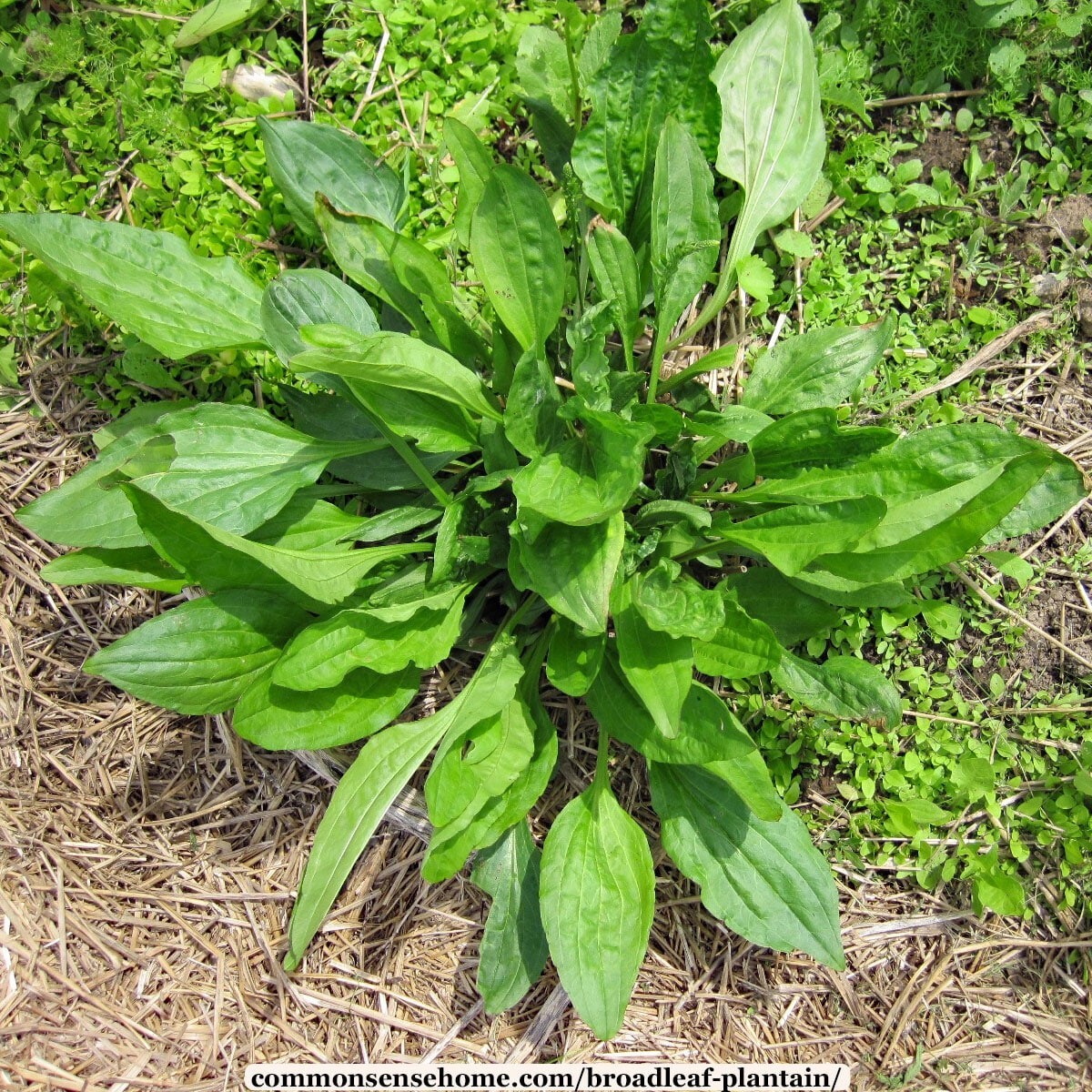Plantain Herb Seeds 250+ Plantago Major Medicinal Perennial Heat Tolerant USA