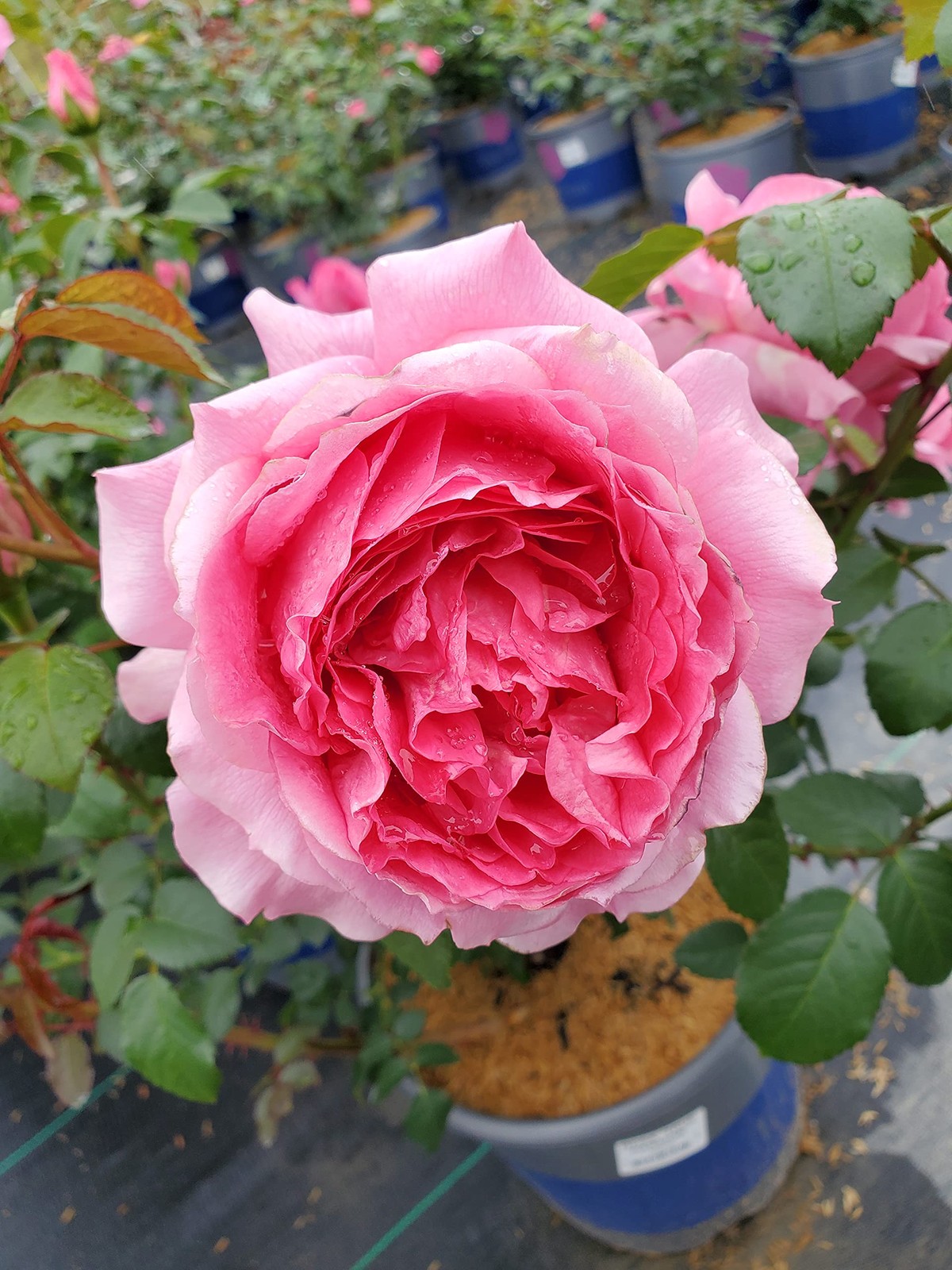 Live plant from Rosa True Inspiration (Shrub Rose, 2-Size Container, Pink Ble…