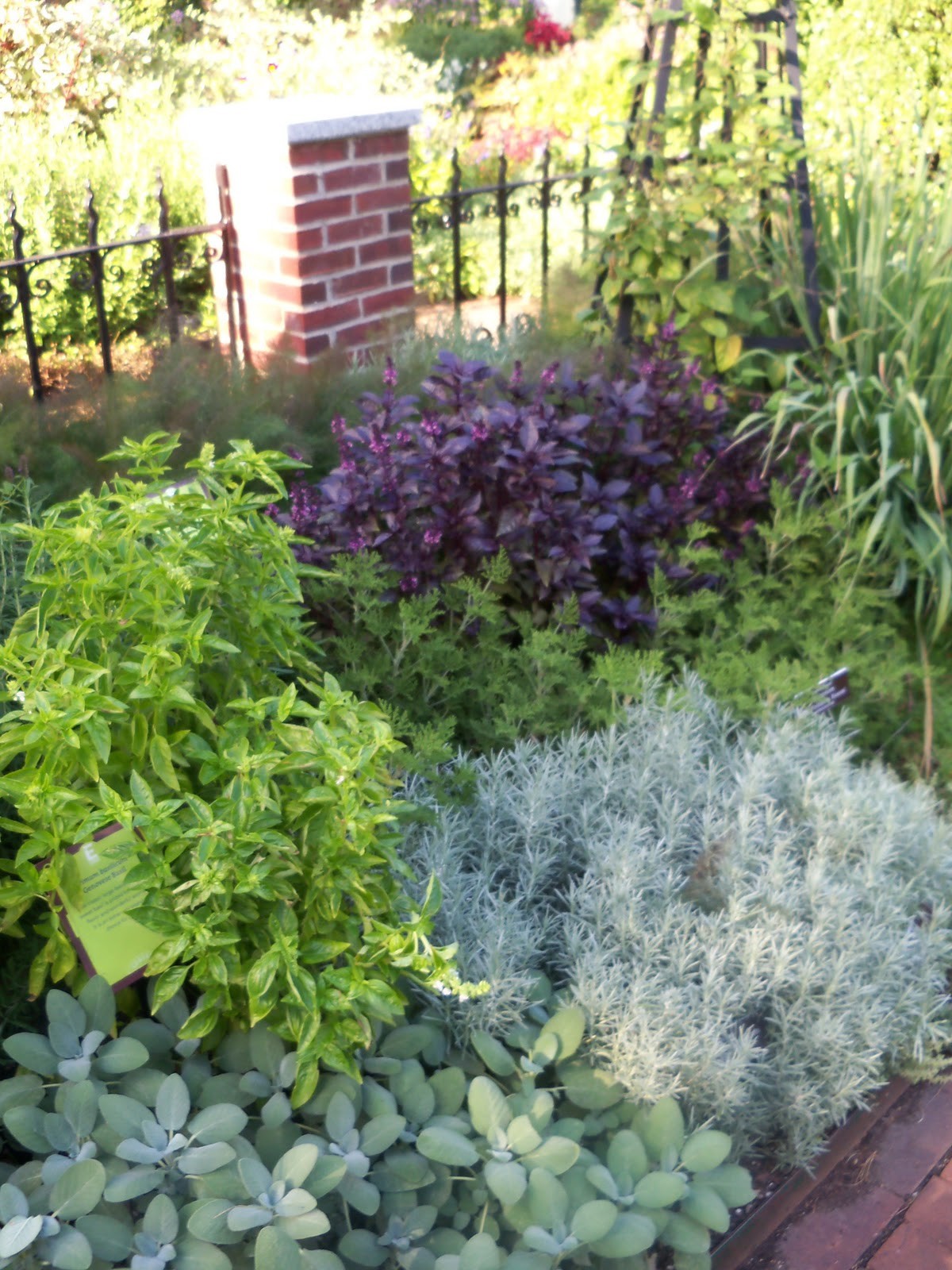 300+ seeds PURPLE DARK OPAL BASIL Ocimum basilicum ‘Dark Opal’