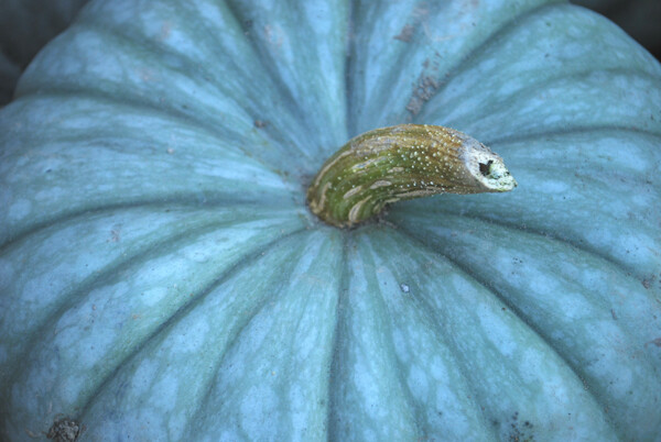 Jarrahdale Blue Pumpkin, (Cucurbita maxima), Seeds