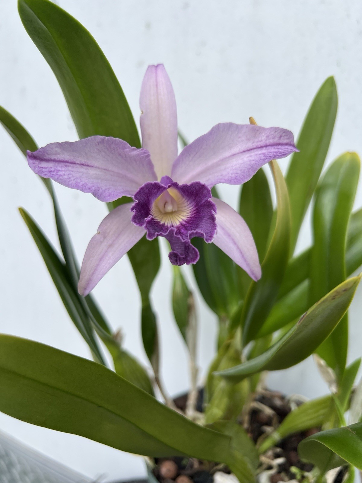 C. Canhamiana F. Coerulea ‘Azure Sky’