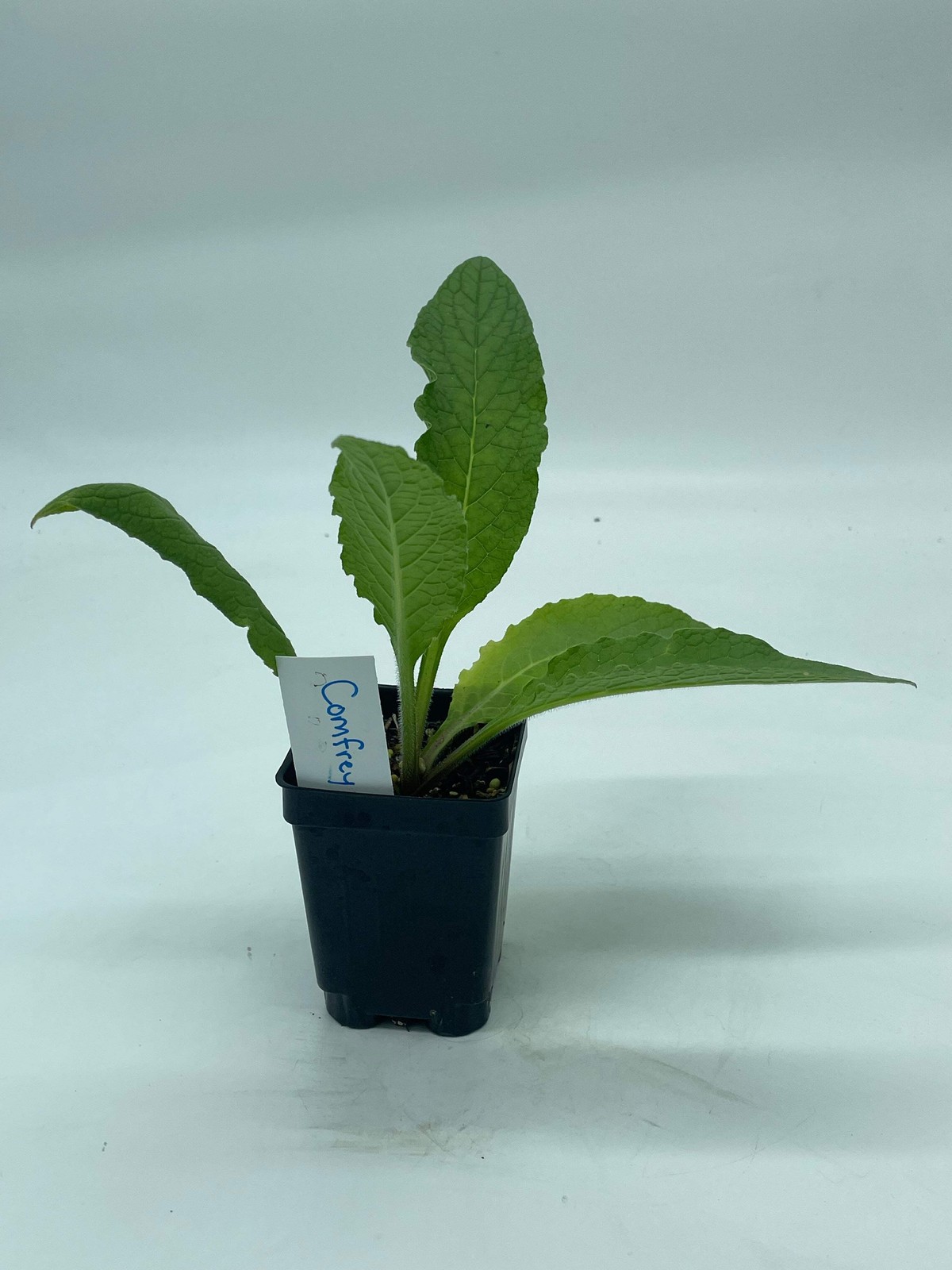 Comfrey Starter Plant Symphytum Officinale Great Pollinator Plant!