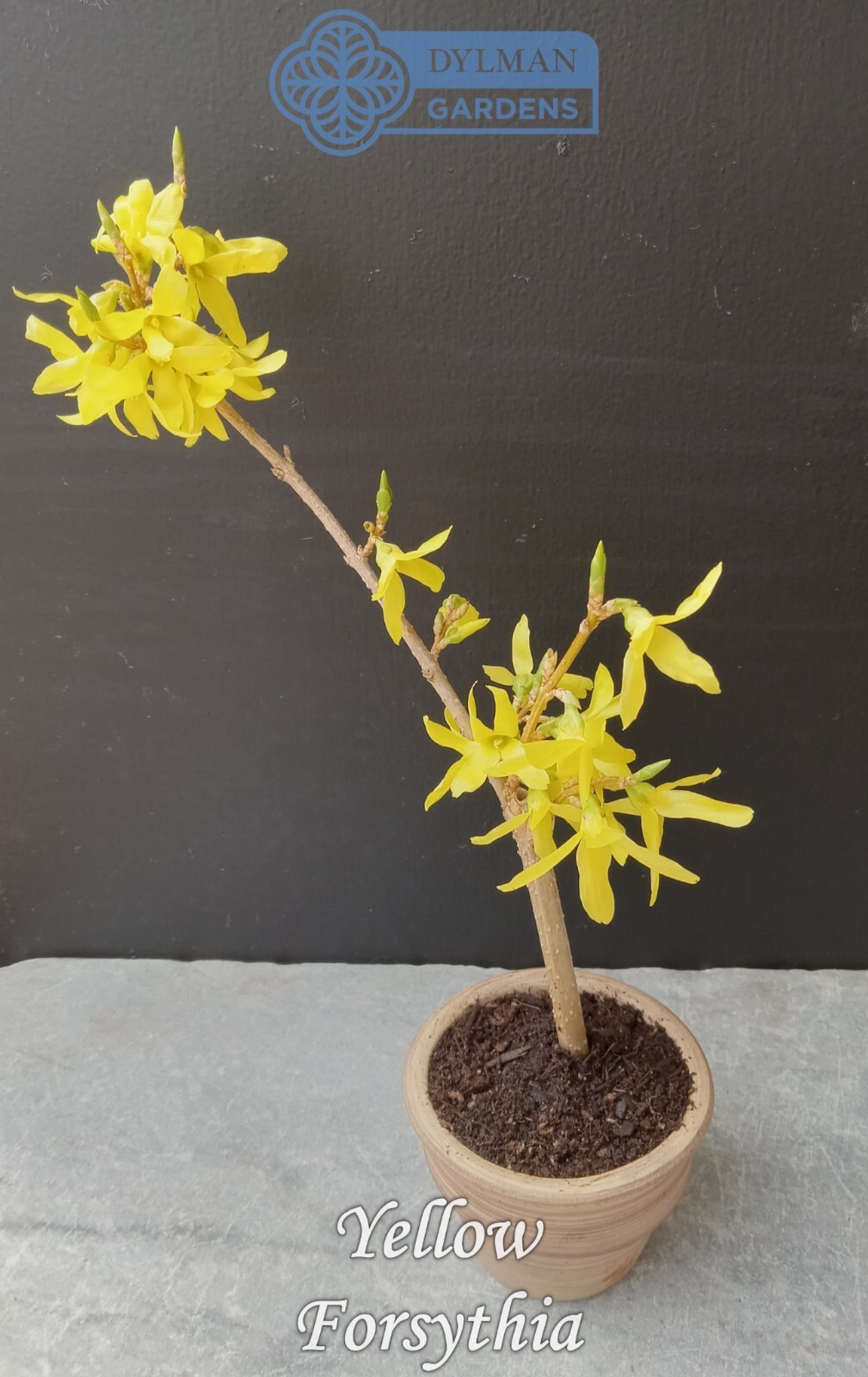 Forsythia Plant (Forsythia x intermedia) – Yellow Spring Blooms – Multiple Sizes