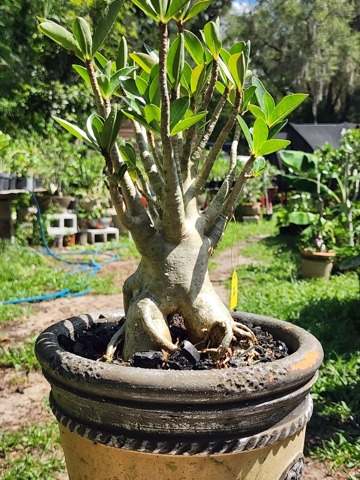 #H…Adenium THAI SOKO Desert Rose… torpedo !! Plant perfect for bonsai