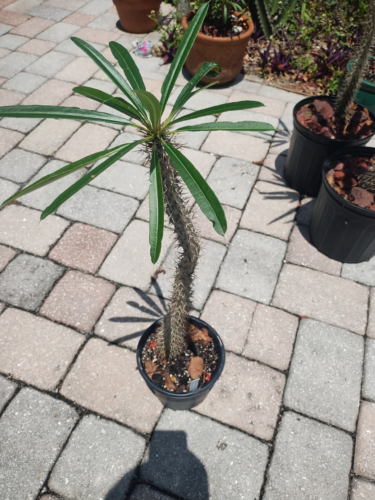 Pachypodium lamerei ‘Madagascar Palm, 25 Inches Tall. Plant #2