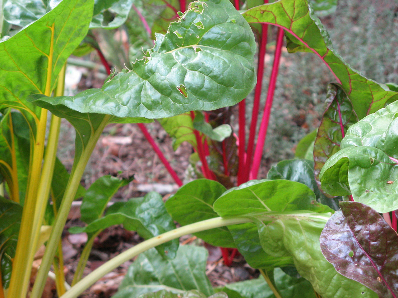 250 Rainbow Swiss Chard – Non-GMO Heirloom – Open Pollinated