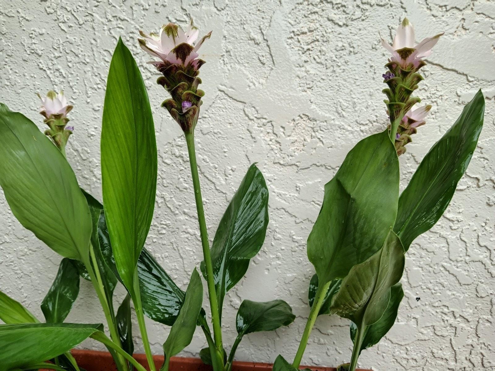 6x Curcuma Alismatifolia -BAREROOT Large WHITE Siam Tulip – Ginger Summer Tulip