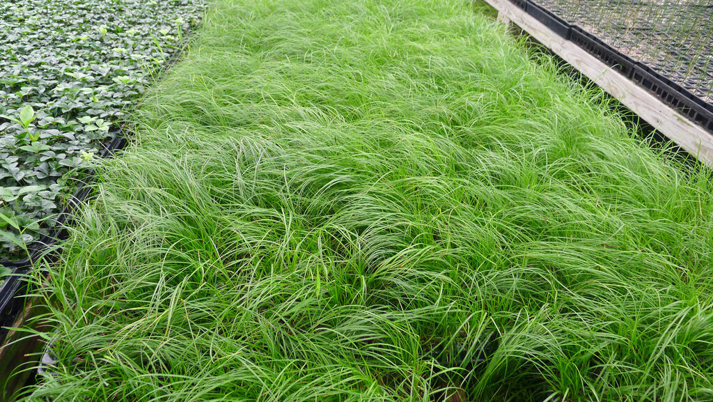 Carex pensylvanica 25 Plants in 3-1/2 inch Pots