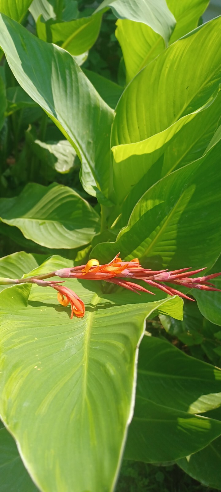 Orange Canna Lily Bulbs. (3 Bulbos de coyoles anaranjados (3) green leaf
