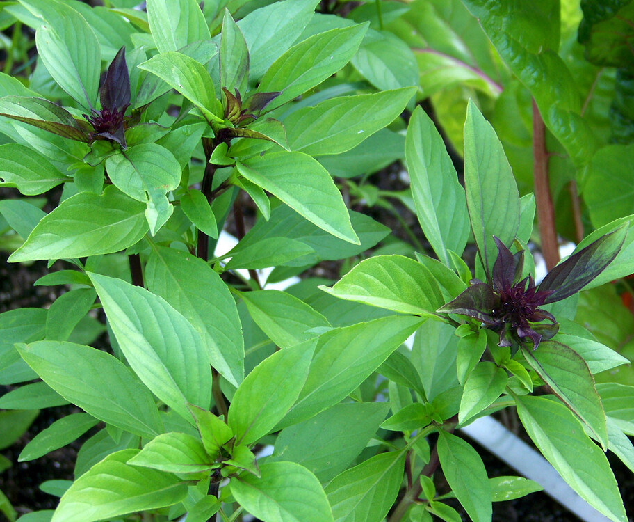 100+ Thai Basil Seeds(Ocimum basilicum)Khmer Chi neang Voang Jiu Ceng Ta USA