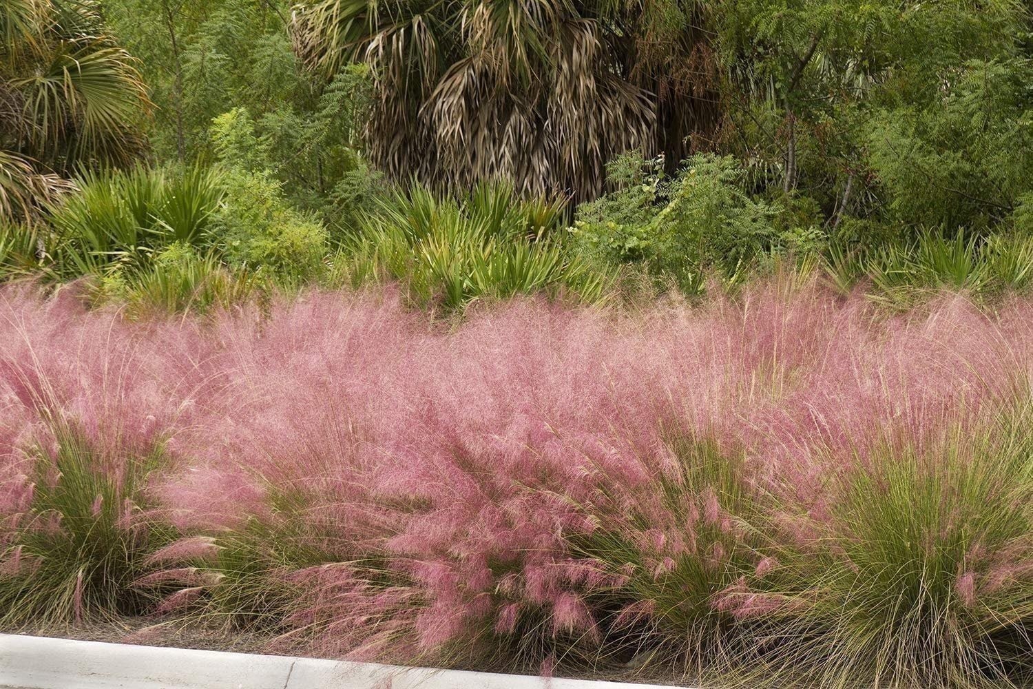 Muhly Grass | 2 Inch | Live Plants | Muhlenbergia | Ornamental Grass