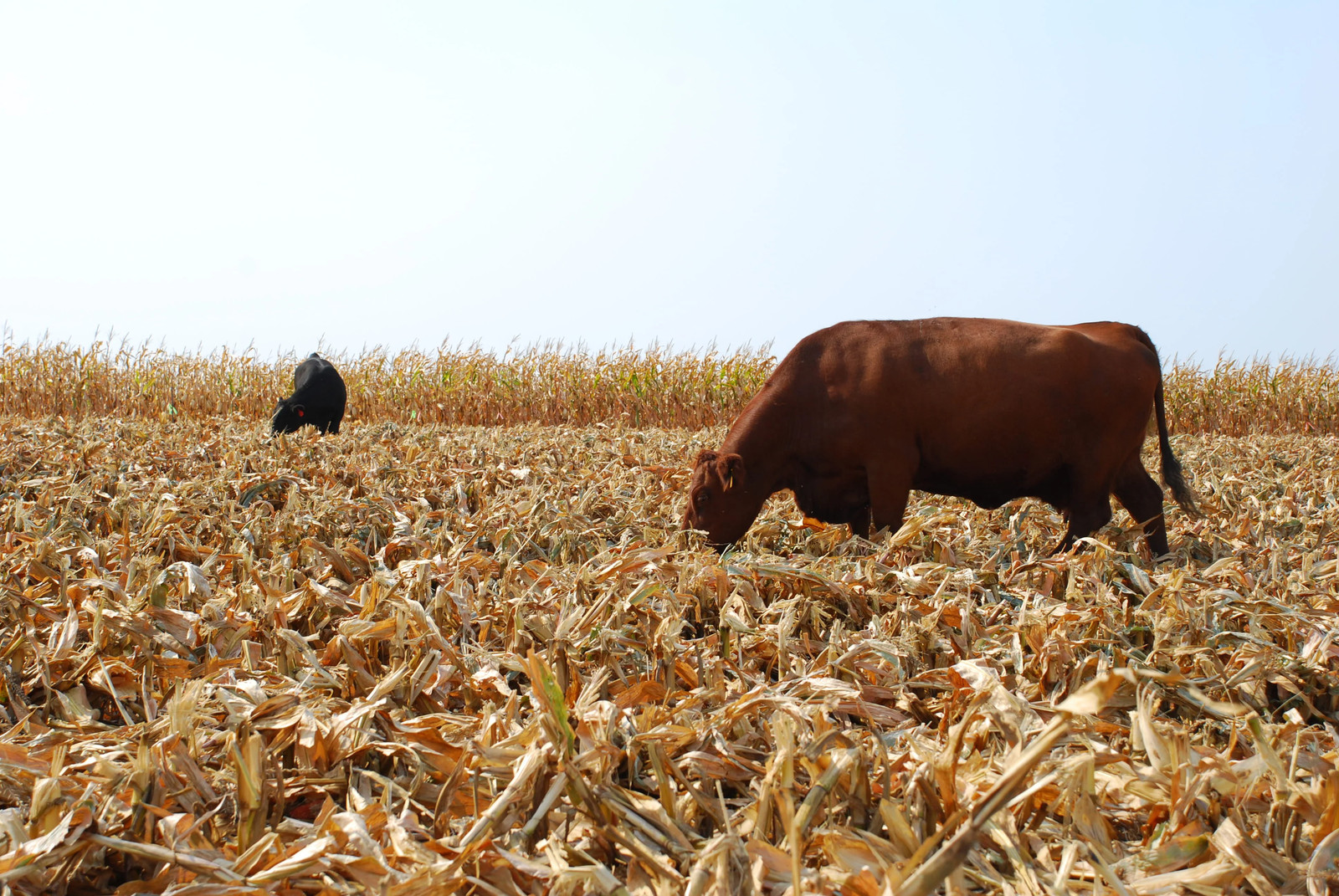 Silver King White Dent Corn Seeds | Open Pollinated Flint Field Feed Silage 2024