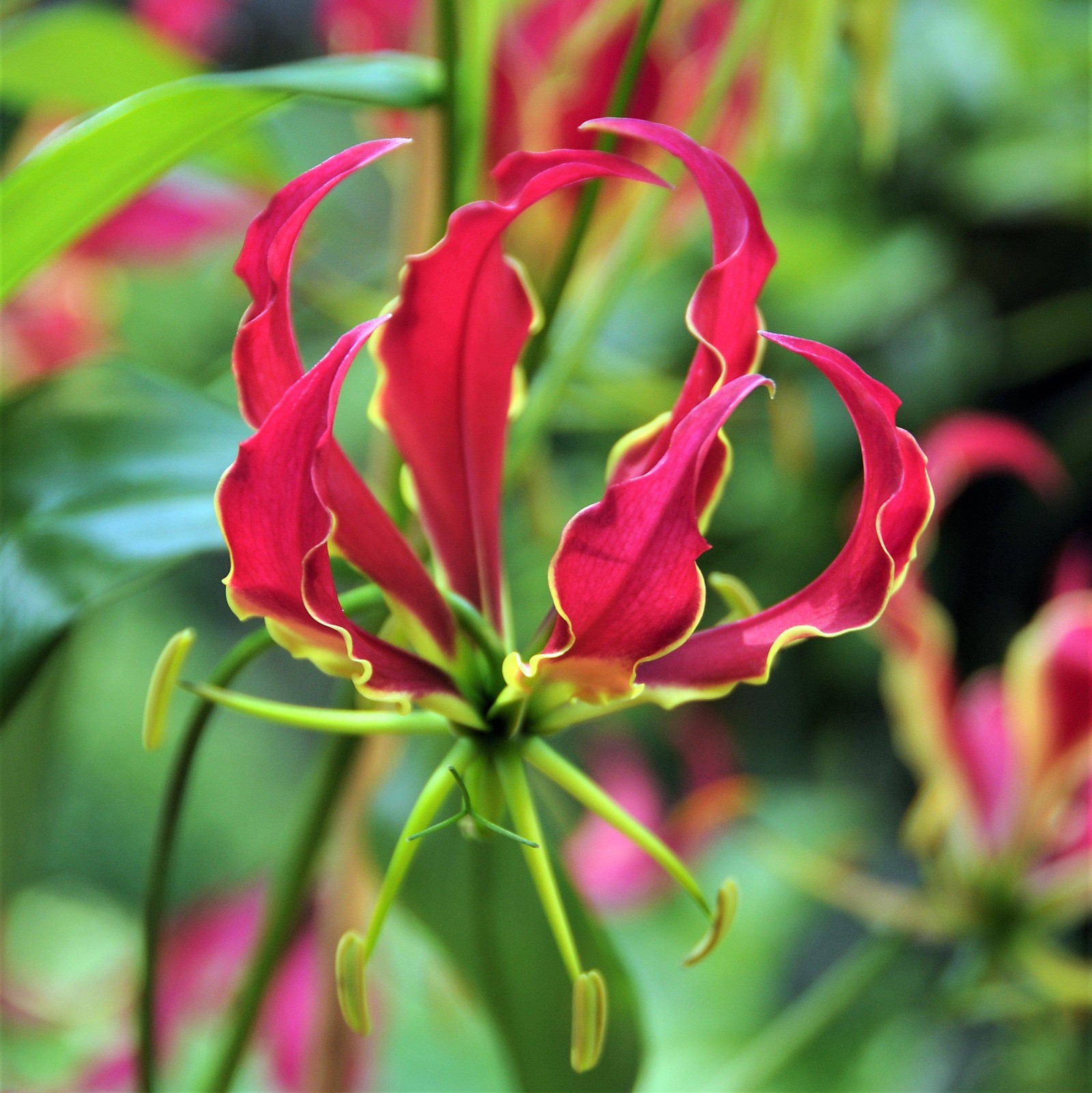 Gloriosa Rothschildiana 3 Tubers – Summer Exotic Red Flowers, Fast Growing Vine