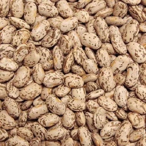 Premium Pinto Bean Seeds Heirloom Non-GMO Dry Bean High Yield Excellent Flavor