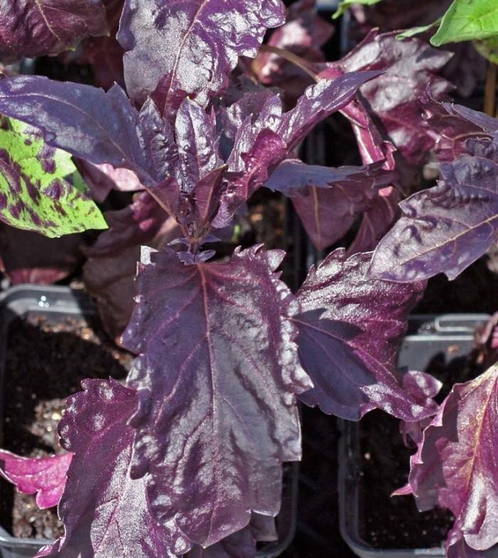 300+ seeds PURPLE DARK OPAL BASIL Ocimum basilicum ‘Dark Opal’