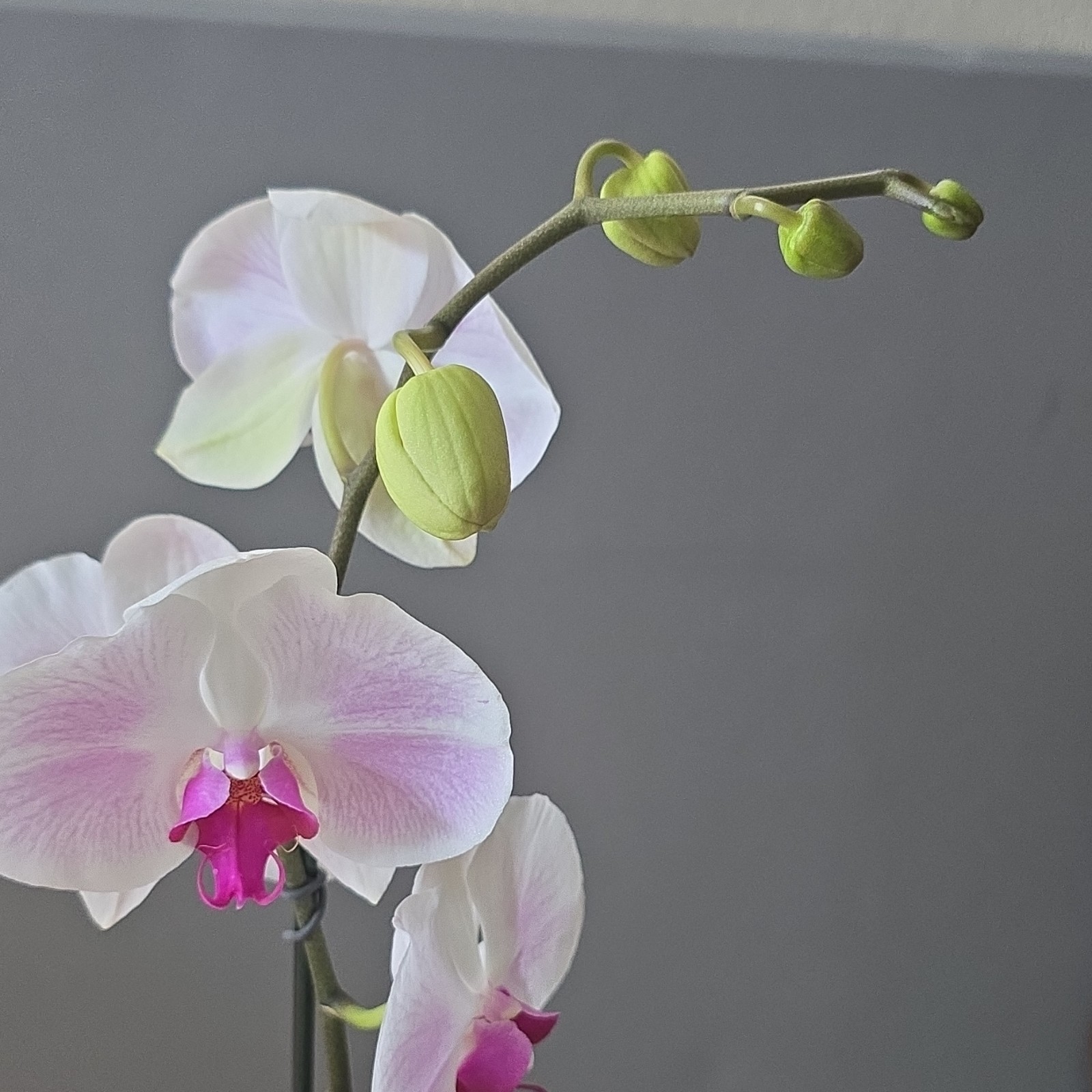 Phalaenopsis Moth Orchid Live Potted Plant, Flowering White Pink Blooms