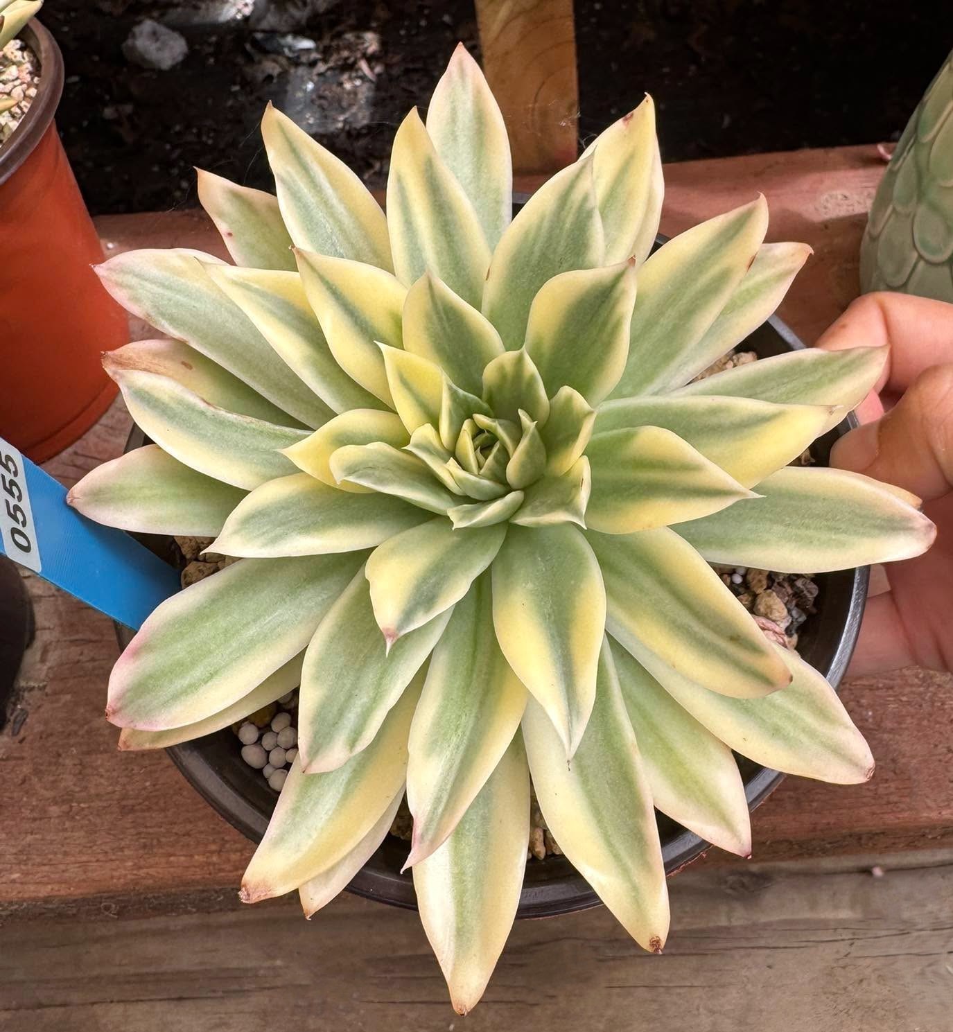 Imported succulent live plant rare Echeveria Golden Seawave variegated 7” #555