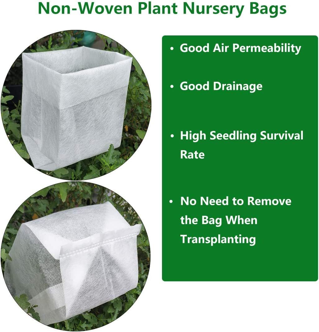 Eastern Snowball bush ( viburnum ) – Live Plant – ( 1 QT )
