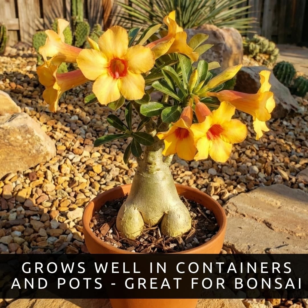 50 Adenium Obesum Seeds – Exotic Desert Rose for Indoor Bonsai & Outdoor Patio –