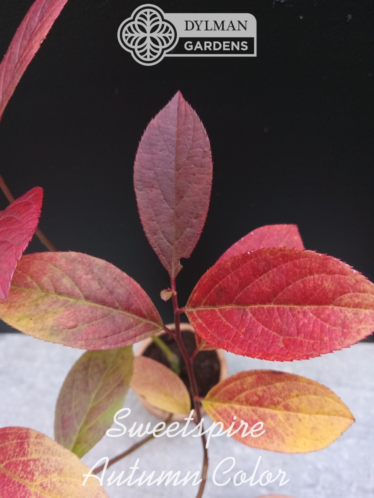 Sweetspire (Itea virginica) – Virginia Willow – Live Plant – Multiple Sizes