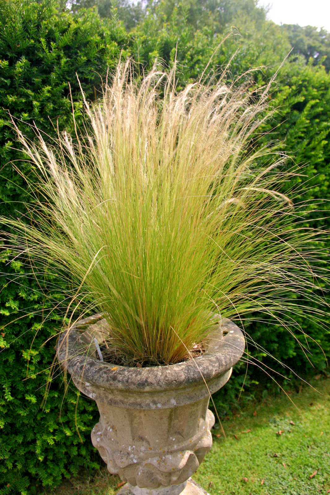 MEXICAN FEATHER GRASS 160 SEEDS STIPA TENUISSMA, HARDY, ORNAMENTAL GRASS USA SEL