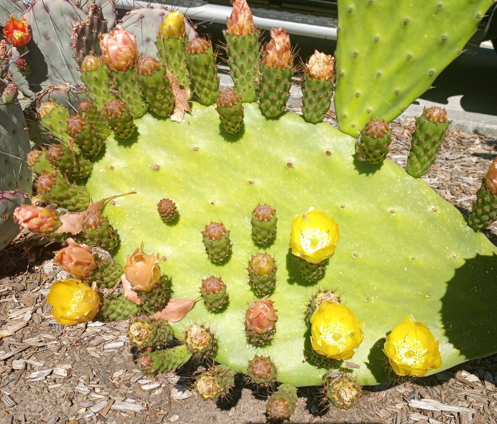 prickly pear cactus plant, grows orange pink and yellow blooms, Pears are edible