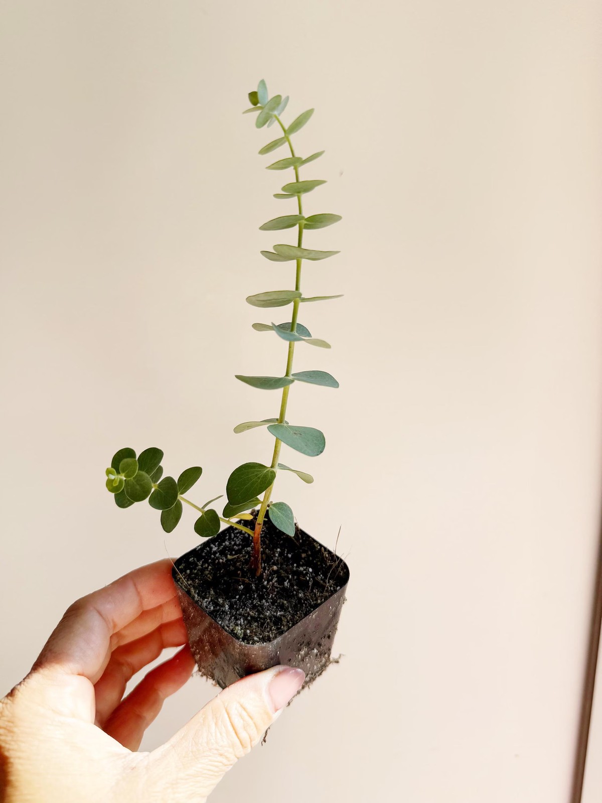 Spiral Gray Eucalyptus – Fragrant Evergreen Starter Tree