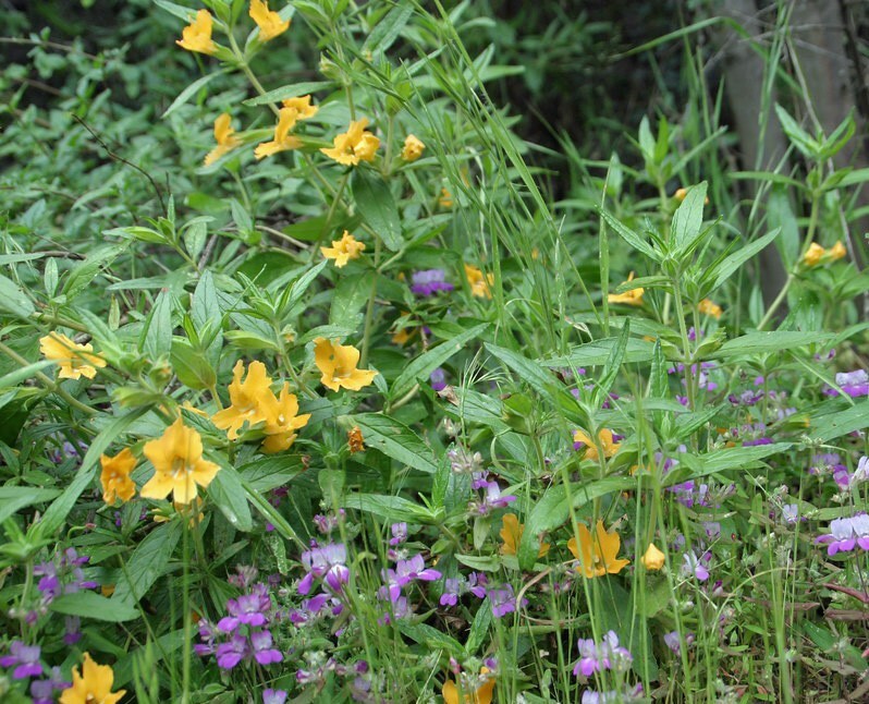 Diplacus longiflorus | Long-Flowered Monkeyflower | 100 Seeds