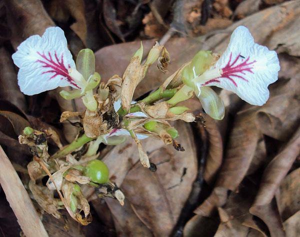 Elettaria cardamomum | Cardamom | 200 Seeds