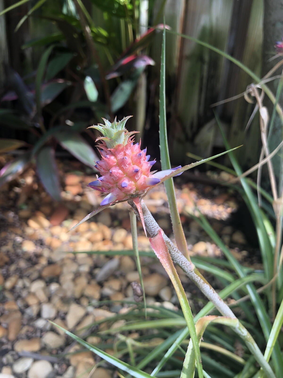 Ananus Nanus Mini Dwarf Pineapple Bromeliad-Mature Plant