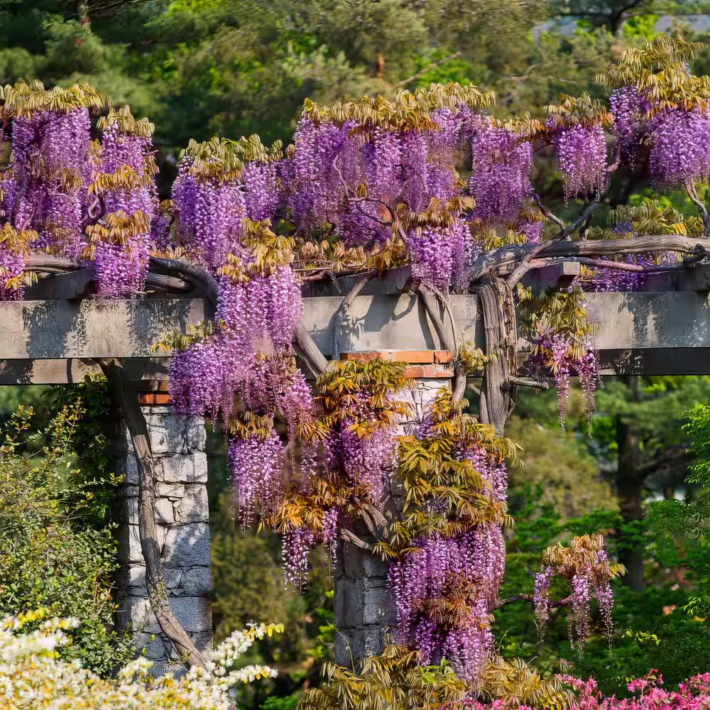 2.5 Qt. Black Dragon Wisteria Plant with Dark Purple Blooms