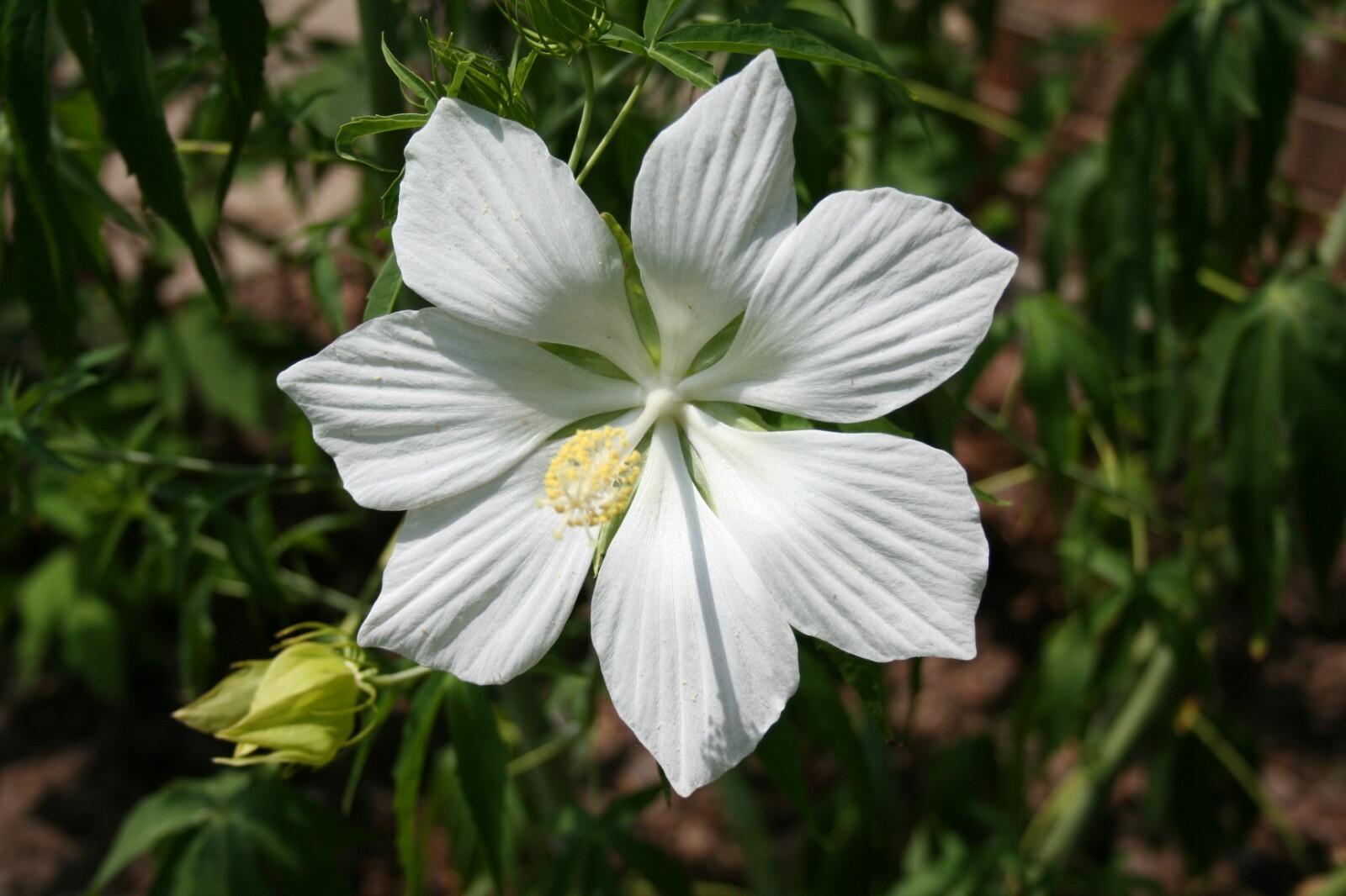 Texas Star Hardy Hibiscus Seeds RED and WHITE 50+ of each, 100+ SPRING SALE!!!