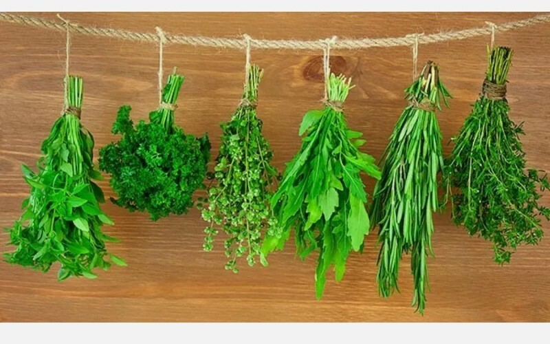 MOJITO MINT * 20 SEEDS * RARE * HERB * MEDICINAL * AROMA *