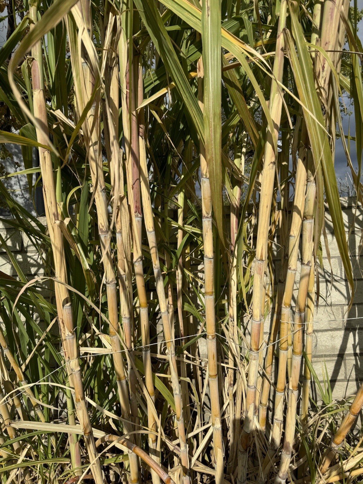 5pcs GREEN YELLOW SUGARCANE Cutting Sticks-ORGANIC