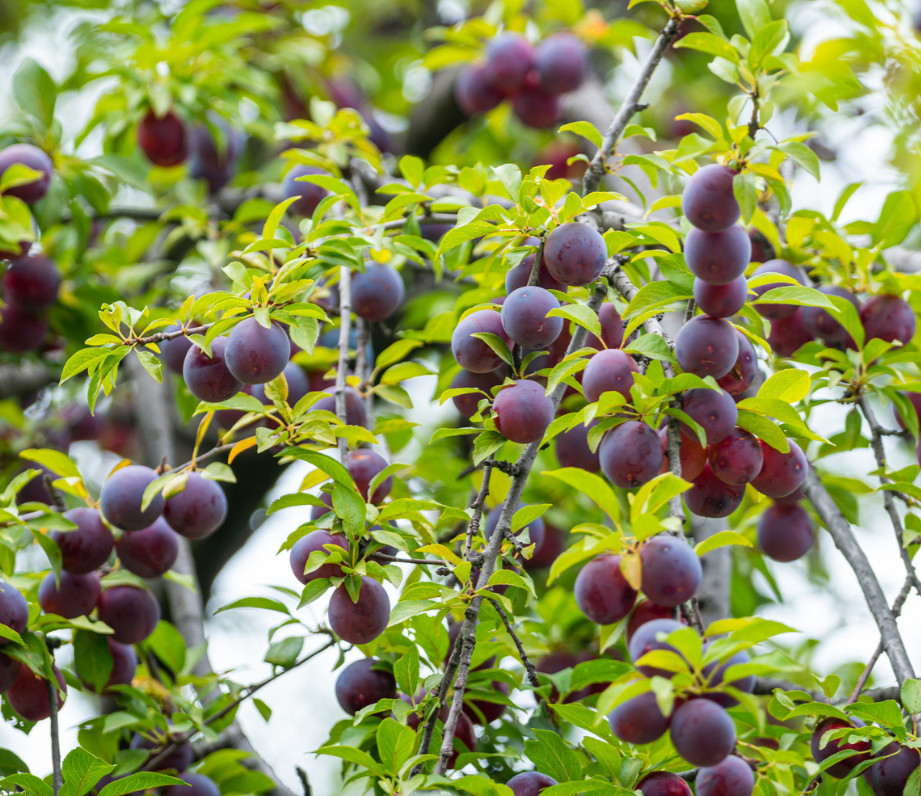 Santa Rosa Plum Tree – 2-3ft – 3Gallon – Prunus salicina – Sweet Juicy Plum Tree