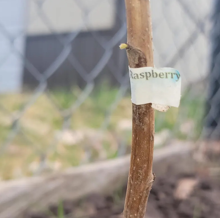2 Double Gold Raspberry Plants Everbearing Sweet Bare Root Canes Zone 5-8