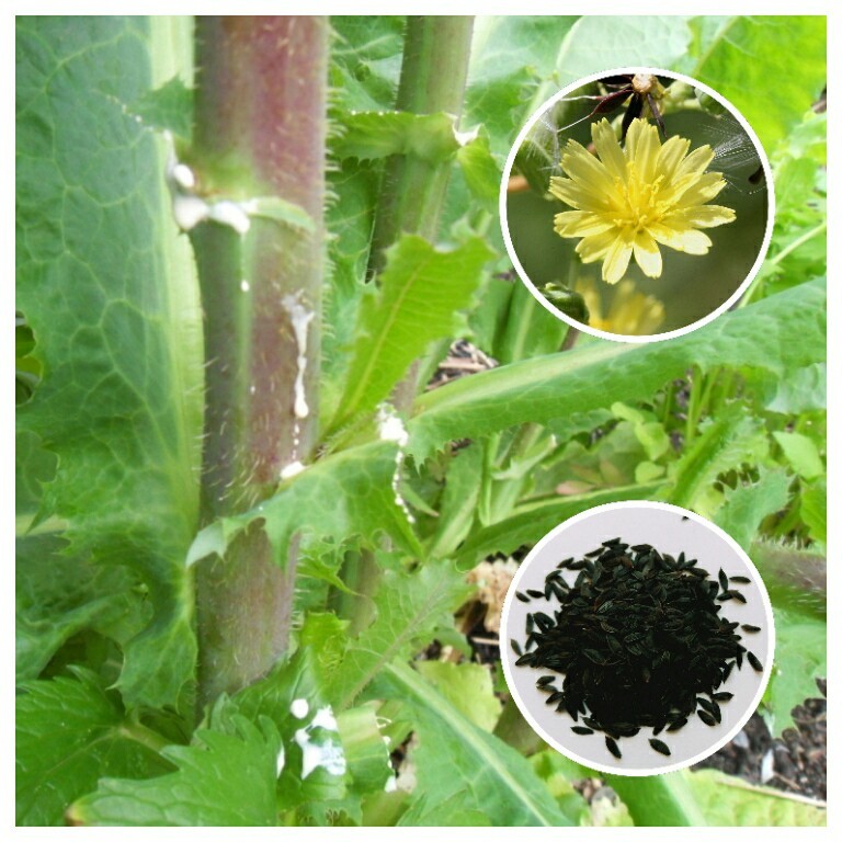 Wild Lettuce (Lactuca virosa) 50+ Seeds *Free International Shipping*
