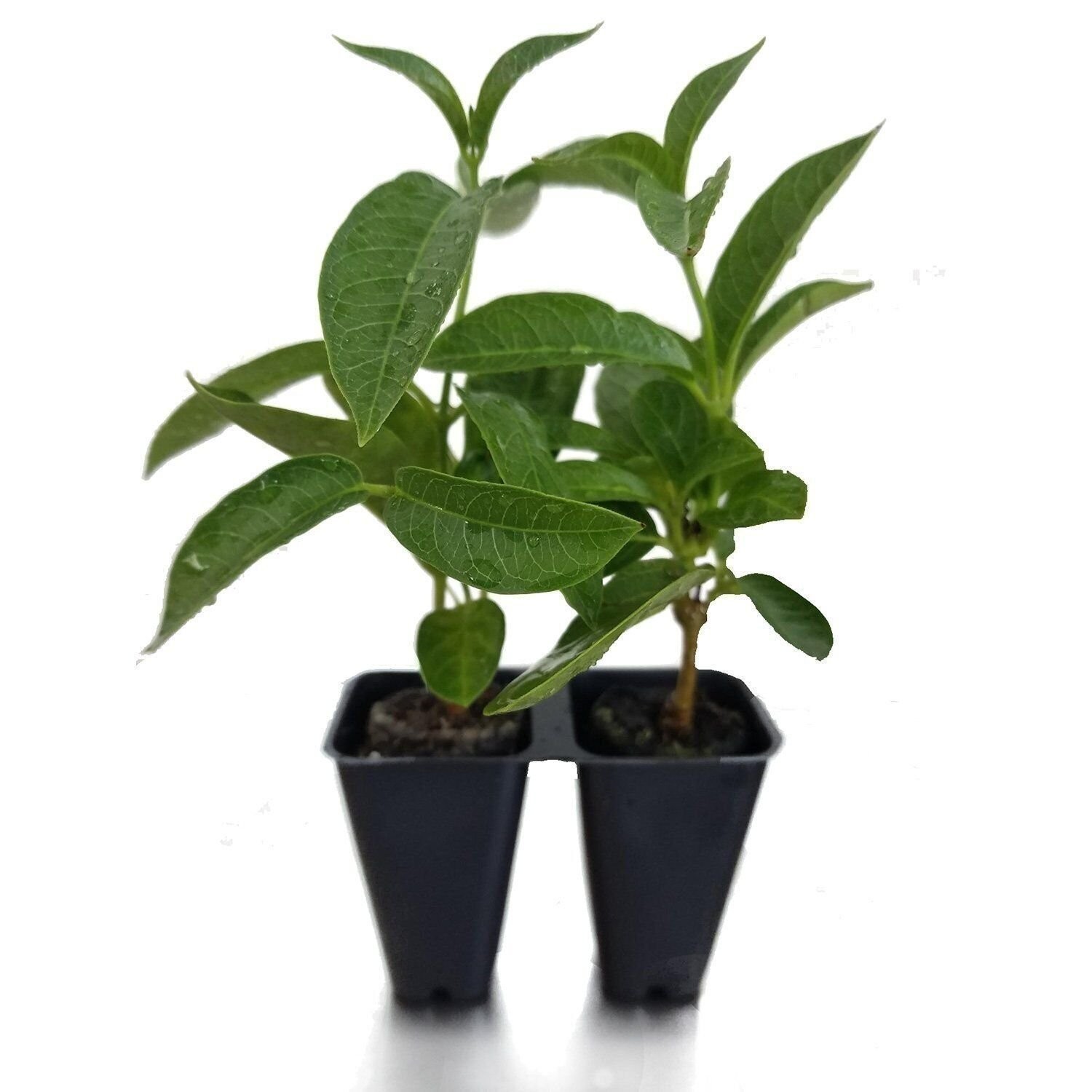Mandevilla NEW! 2024 Bluephoria Blue Flowers Starter Plants, Lot of 2