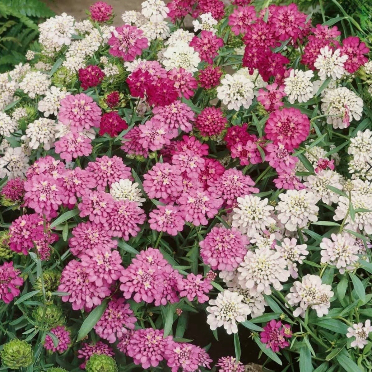 Fresh Candytuft Seeds Dwarf Mix – Annual Ground Cover & Border Flowers, Non-GMO