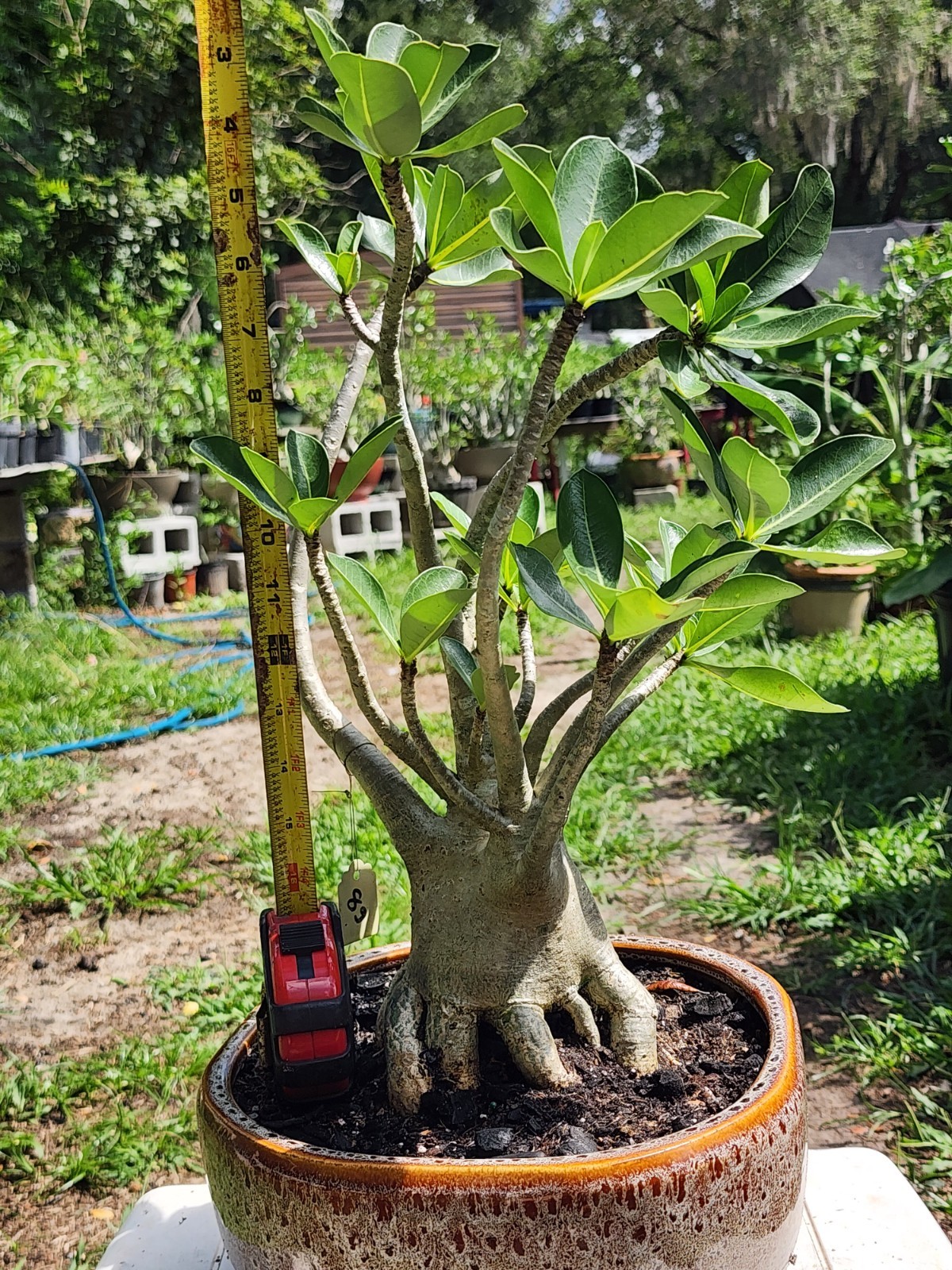 89# Adenium THAI SOKO Desert Rose large / huge . wow with trained roots !