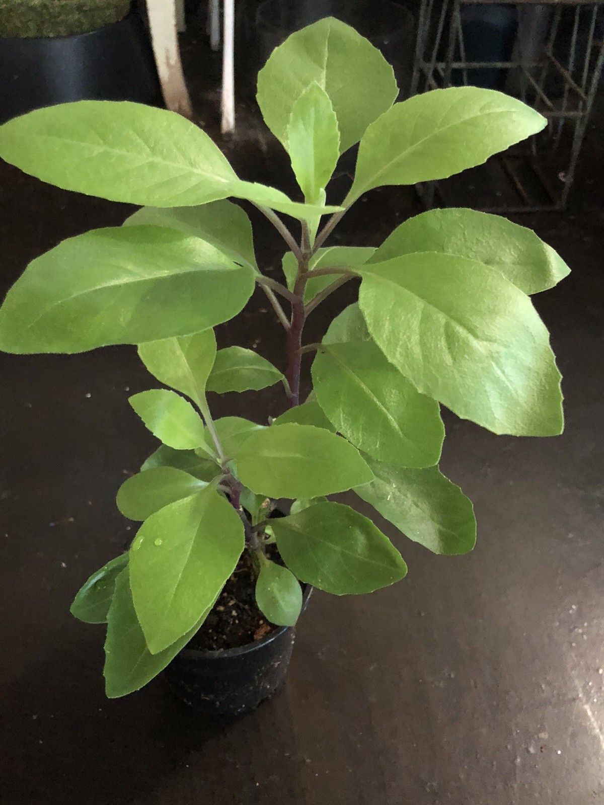 1 Longevity Spinach Plant-Gynura Procumbens-Edible plant-At Least 12 Inches Tall