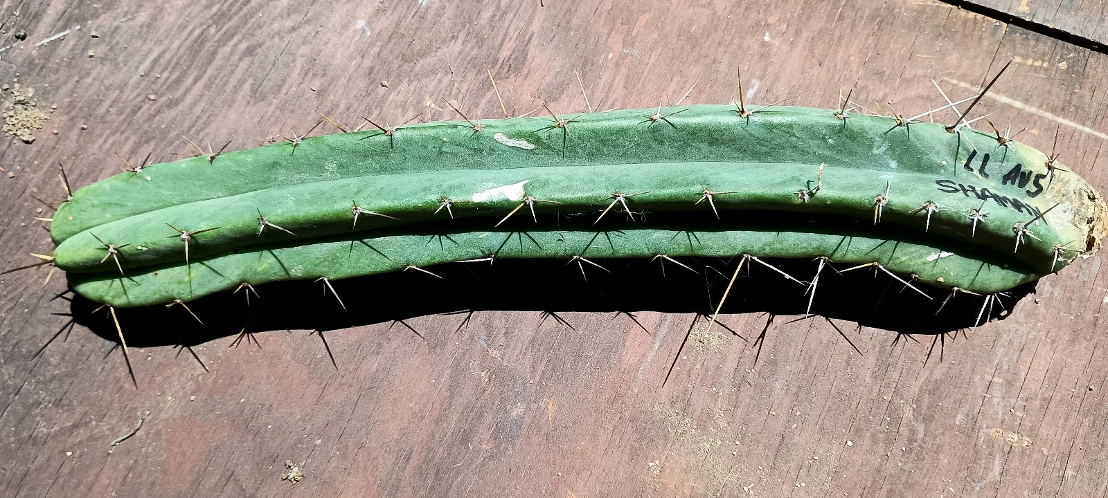 Echinopsis ‘LL Shaman’ Australia – 14″ Columnar Mature Hybrid Cactus Cutting
