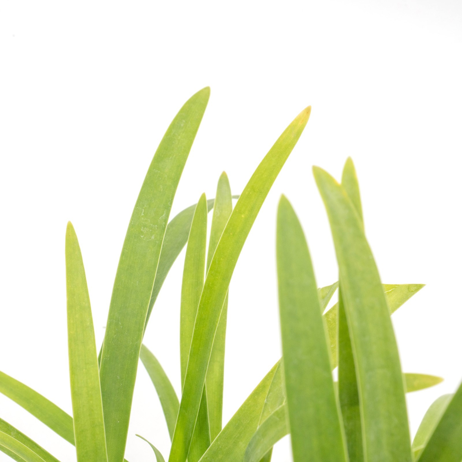 Frederick Street Park Agapanthus in 2.5” Nursery Cubes, Live Flowering Plants