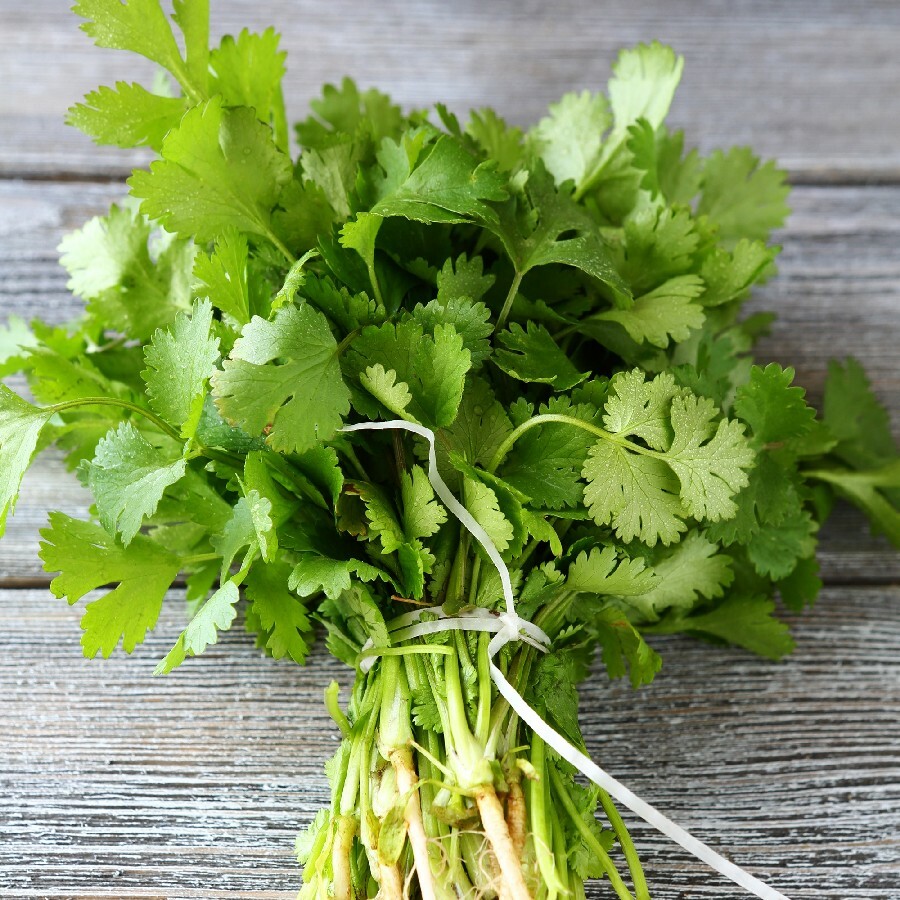 500+ Cilantro Seeds | Non-GMO Fresh Garden Seeds USA | Free Shipping