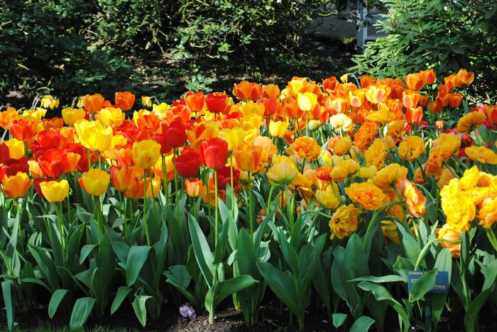 Five Bulbs 12+ cm Tulipa Darwin Hybrid Apledorn Mixture giant egg shaped blooms