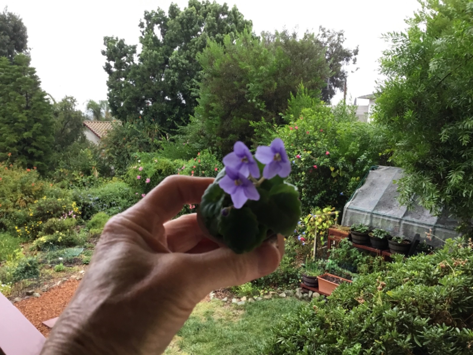 Miniature African Violet”Blue Sprite”